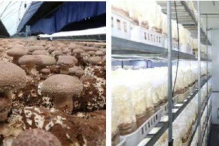 玻璃钢菌菇智慧方舱  引领智慧农业新风向